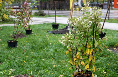 В Александровском сквере Реутова высадили около 150 деревьев и кустарников