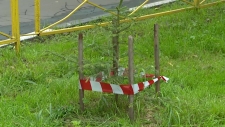 "Наш лес"