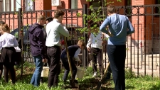 В 7 школе высадили  "Аллею выпускников"