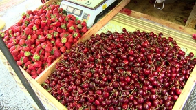 Где в Реутове купить легальную клубнику?